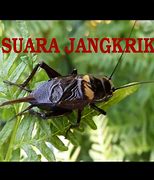 Jangkrik Suara